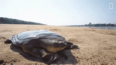 Large Turtle on Sandy Beach National Geographic Logo