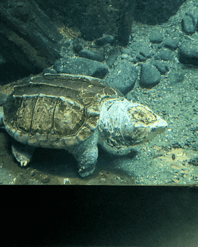 Large Turtle Swimming GIF