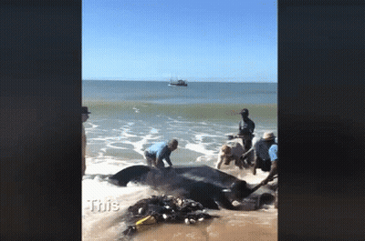 Large Whale Being Pulled From Ocean By People GIF