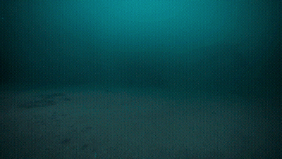 Large Whale Swimming In Ocean GIF