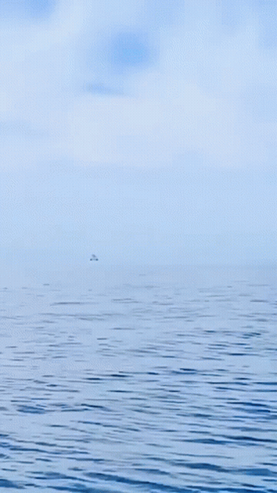 Large Whale Swimming With Head Above Water GIF