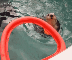 Larry Bird Sea Lion