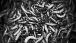 Larvae Worm GIF