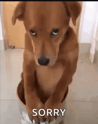 Laser Dog Sorry Not Sorry GIF