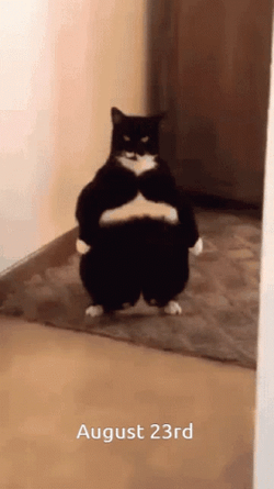 Laser Eyes El Gato Meme GIF