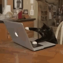 Last Day Of Work Weekend Cat Typing GIF
