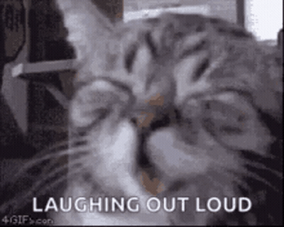 Laughing Cat Close Up GIF