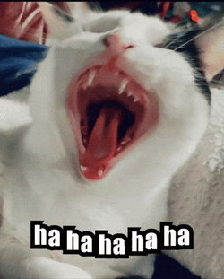 Laughing Cat GIF