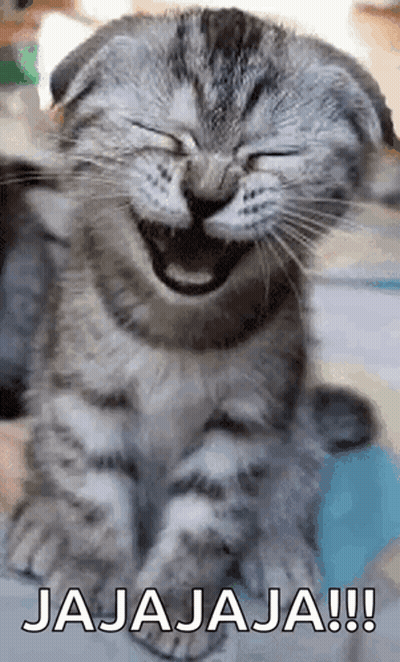 Laughing Cat Jajaja GIF