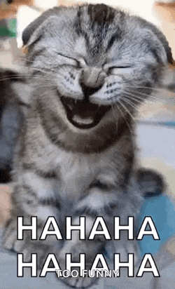 Laughing Kitty Cat GIF