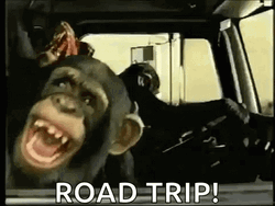 Laughing Monkey In Car Road Trip GIF