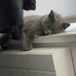 Lay Down Sleepy Cat GIF