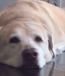 Laying Happy Dog GIF