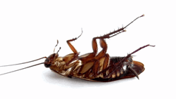 Laying Roach GIF