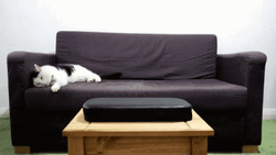 Lazy Cat Black Couch GIF