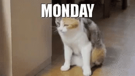 Lazy Cat Crazy Monday GIF