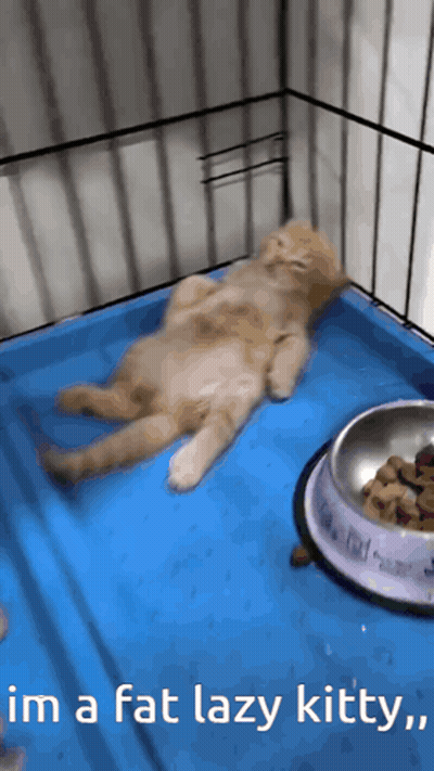 Lazy Cat Laying On Back In Cage Saying Im A Fat Lazy Kitty GIF