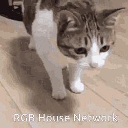 Lazy Cat Lies Down Rgb House Network