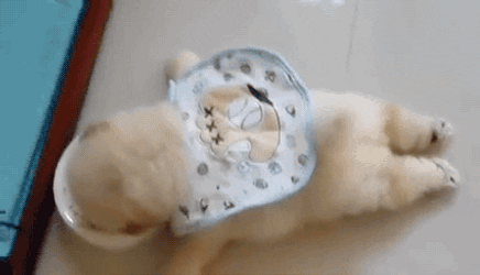 Lazy Chow Dog Eating GIF