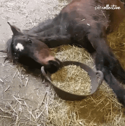Lazy Horse Eating