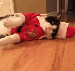 Lazy Merry Christmas Cat GIF