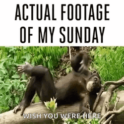 Lazy Monkey Weekend Meme GIF