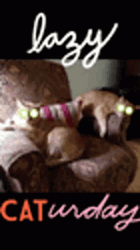 Lazy Saturday Caturday GIF