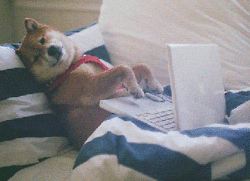 Lazy Shiba Dog Study In Bed