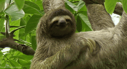Lazy Sloth Hanging By The Tree GIF