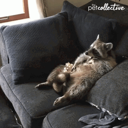 Lazy Slouching Raccoon GIF