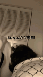 Lazy Sunday All Day Sleep GIF