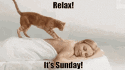 Lazy Sunday Ginger Cat Masseuse GIF