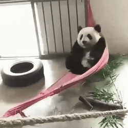 Lazy Sunday Swinging Panda GIF