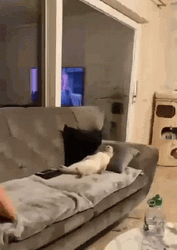 Lazy White Cat On Couch GIF
