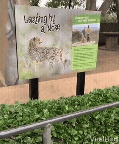 Leading By A Nose Sign With Cheetah GIF