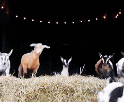 Leaping Farm Goats