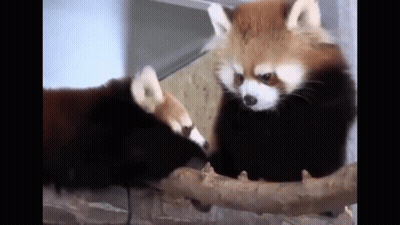 Learning To Trust Again Rebuild Trust Slowly GIF