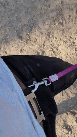 Leash Your Walking Dog GIF