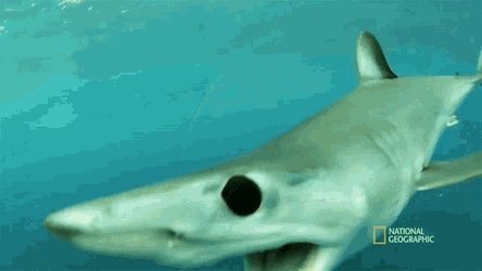 Leave Me Alone When Sharks Attack GIF