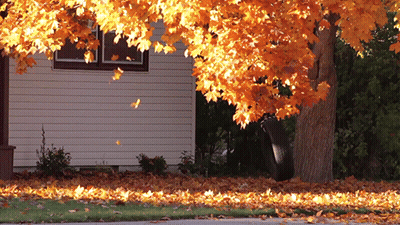 Leaves Falling From Tree In Front Of House GIF