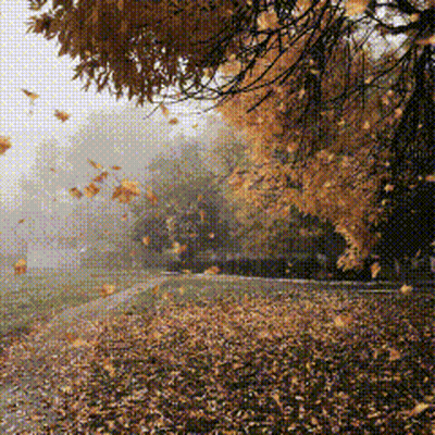 Leaves Falling From Tree On Road GIF