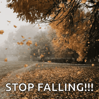Leaves Falling Saying Stop Falling GIF