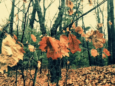 Leaves Hanging From Tree In Woods GIF