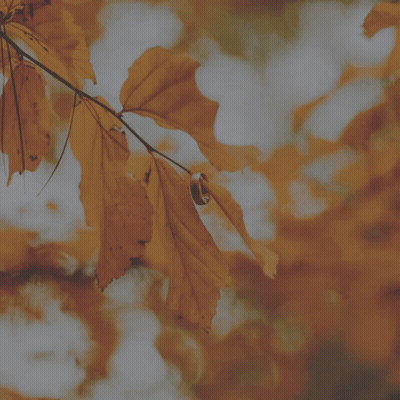Leaves Saying Hello October GIF