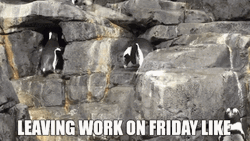 Leaving Work On Friday Penguin Running GIF