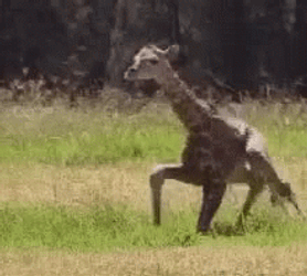 Leg Day Baby Giraffe Trying To Walk GIF
