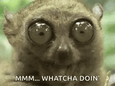 Lemur Close Up Saying Whatcha Doin
