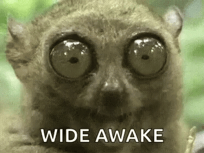 Lemur Eyes Wide Awake GIF