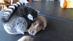 Lemur Hugging Bunny GIF