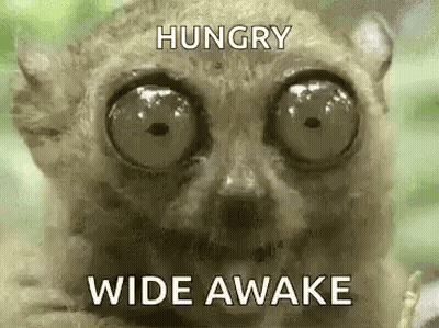 Lemur With Big Eyes Hungry Wide Awake GIF